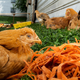 Illustration for article titled The $250,000 Chicken